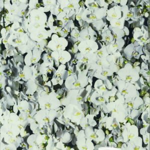 carrelage 41 zero 42 decoration tapisserie sanitaire architecte toulouse douche paper pro lux